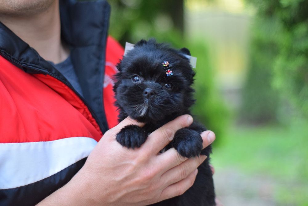 Кукольний міні Йорк хлопчик. Лапочка маленька.