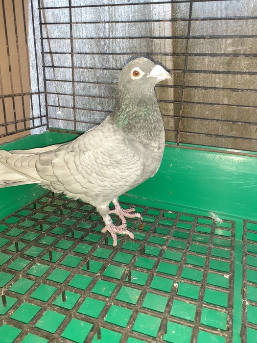 Sprzedam gołębie