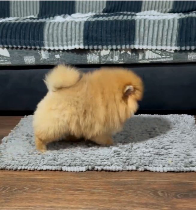 Шпiц цуценя КСУ .