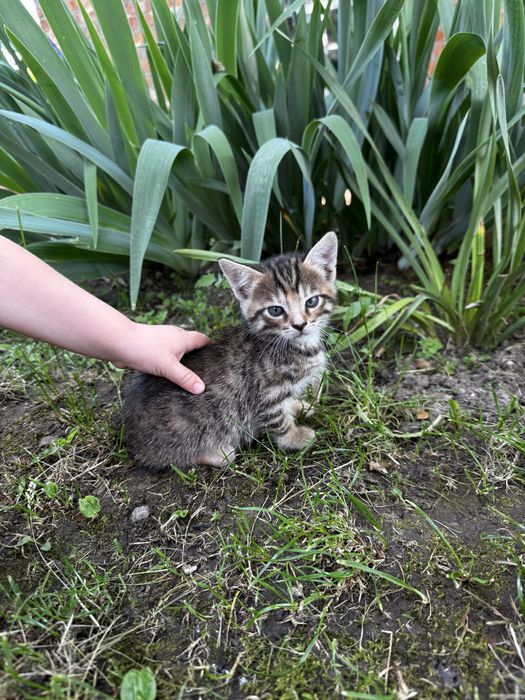 Віддам кошенят даром