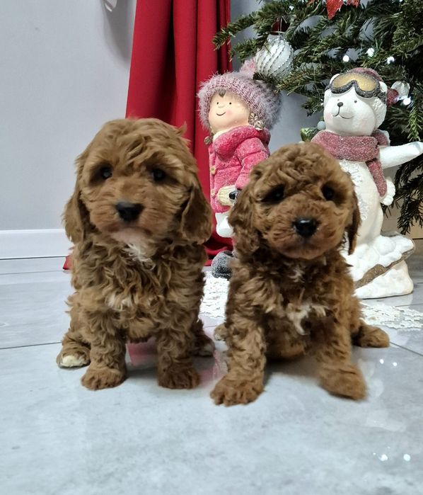 Cavapoo F1B hybryda ras Sunia