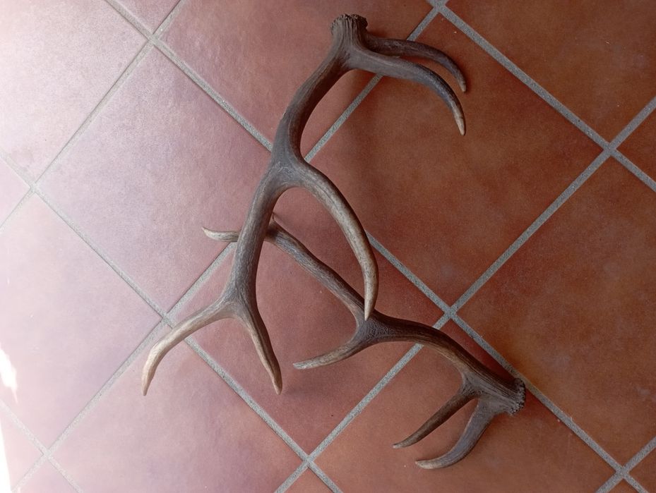 Cornos de veado - o preço depende do tamanho