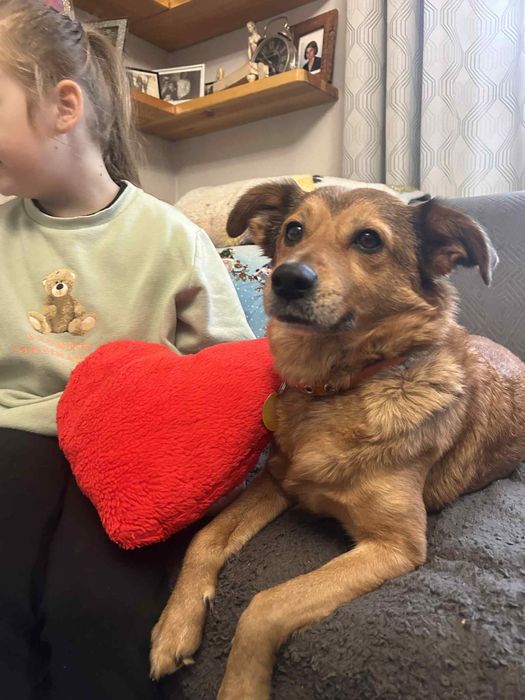 Daisy i Sofii szukaja domków