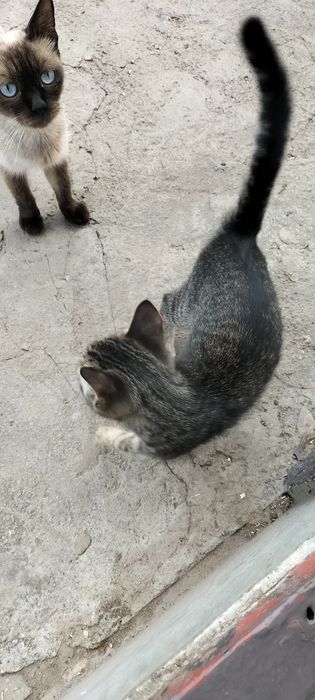 Котик сірий простий шукає родину. Безкоштовно.