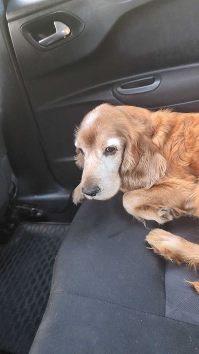 Zaginął piesek spaniel