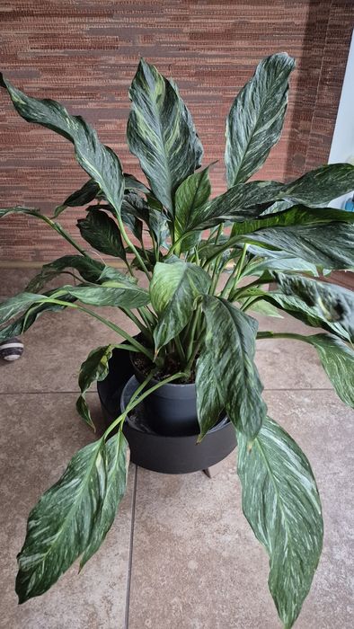 Орхидея ванда:синяя-1400;лимонная-1400грн;Спатифиллум-500грн