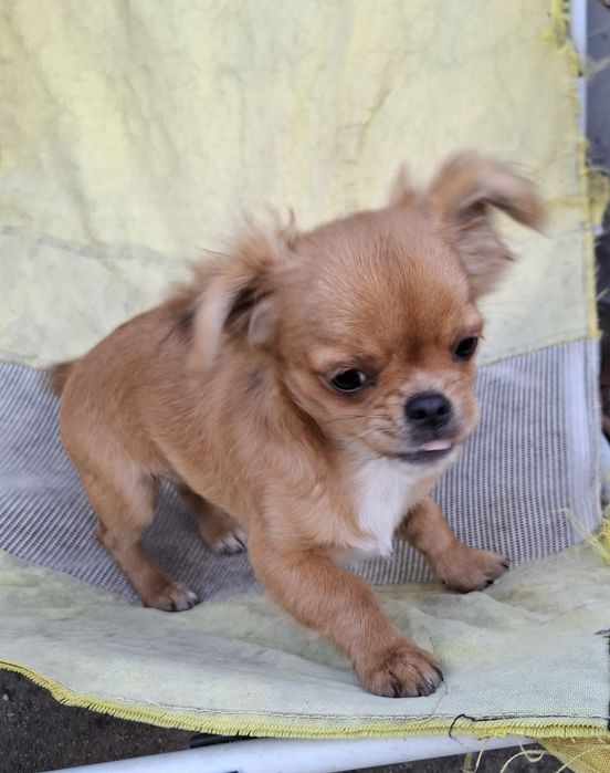 Chihuahua dziewczynka