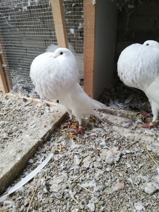 Garlacz garlacze z Norwich