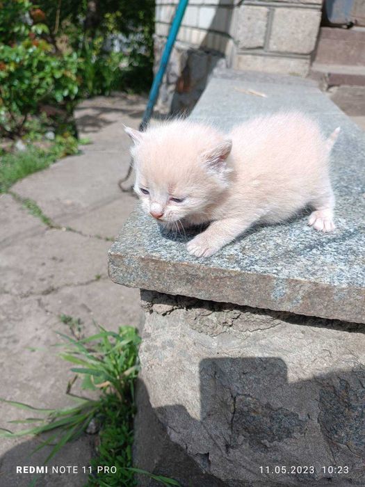 Отдам красивых котят!1,5 мес