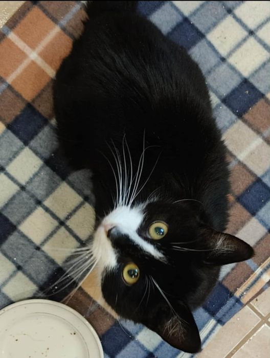 Kot kocur czarnobiały szuka domu miziak niekupujadoptuj