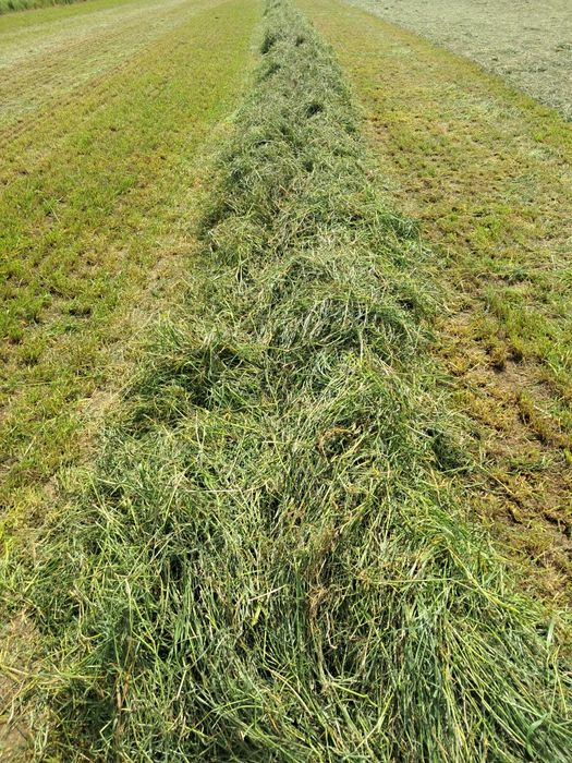 Sianokiszonka z traw sianych siano