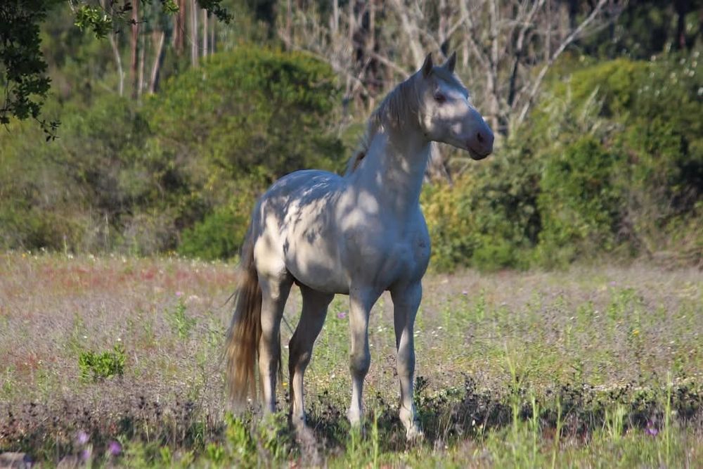 Garanhao lusitano pontuado