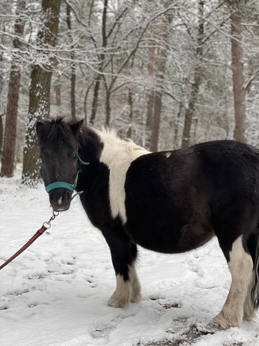 Пони, кобила, кобыла