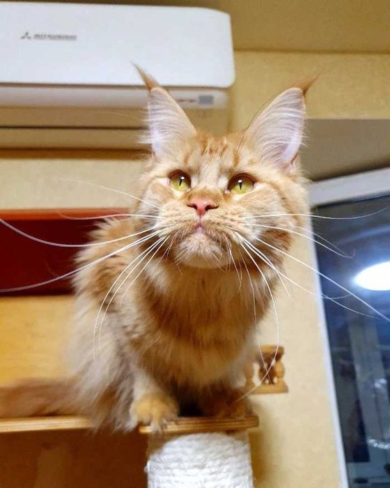 Красуня Фрея шукає котобатьків !