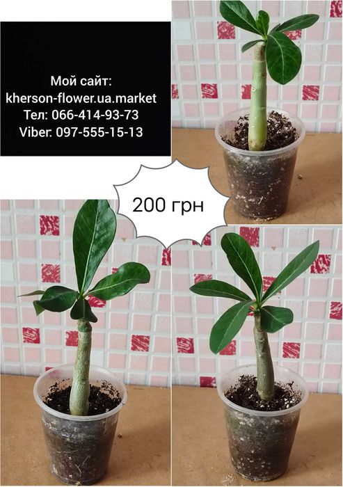 Адениум привитый белый махровый