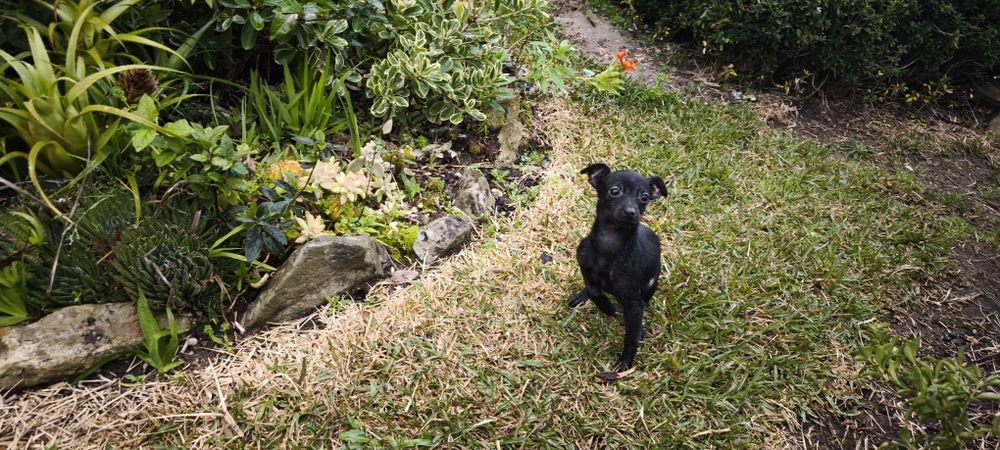 Pinscher pincher miniatura criado em ambiente familiar