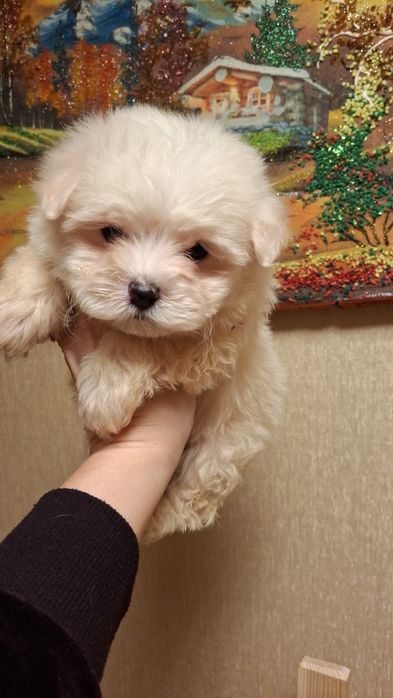 Ребёнок Мальтипу!