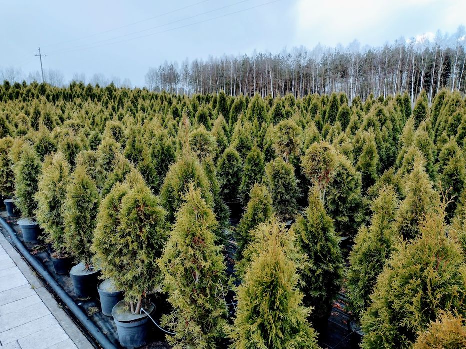 Tuje tuja SZMARAGD zimozielona wysoka 250 cm, szeroka na 80cm-130zł