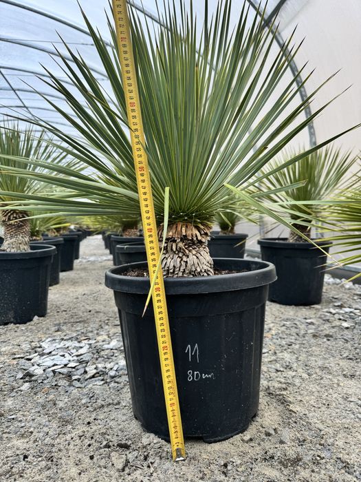 Juka Rostrata Yucca Rostrata ok 80 cm