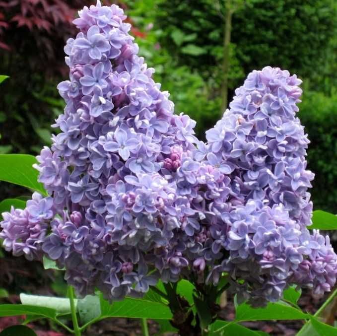 Bzy lilaki Syringa odmiany różne mayera