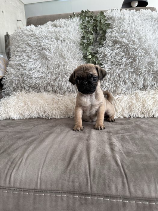 Excelente menina Pug Carlin beje de Qualidade