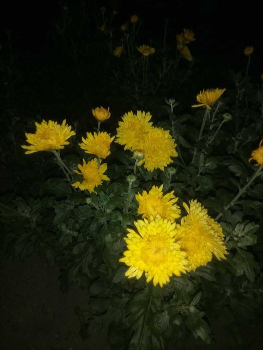 Хризантема літня кущі багаторічні