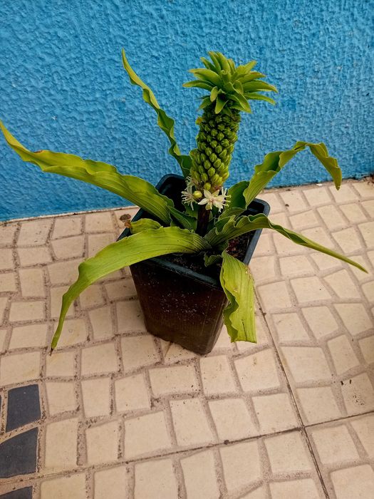 Planta Eucomis da flor ananás