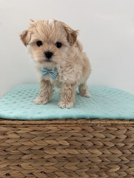 Maltipoo chłopiec mini