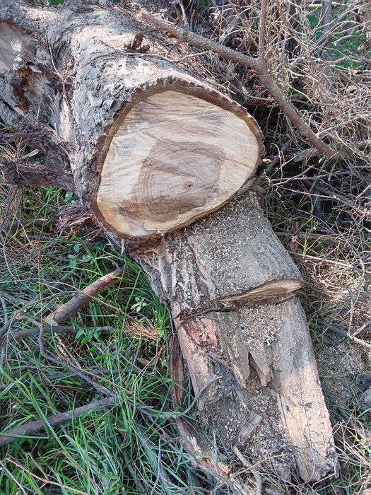 Drewno - orzech, pień i 2 kawałki