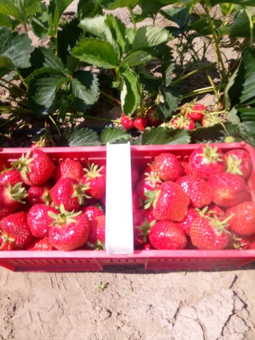 Szkółka sadzonki truskawek