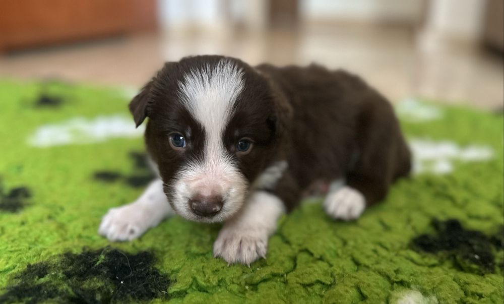 Border collie Welo piesek czekoladowy ZKwP FCI