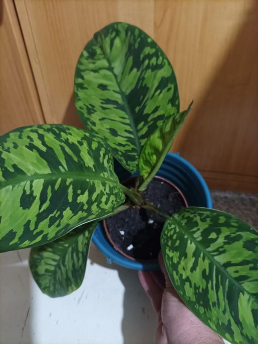 Ктенанта, строманта триколор