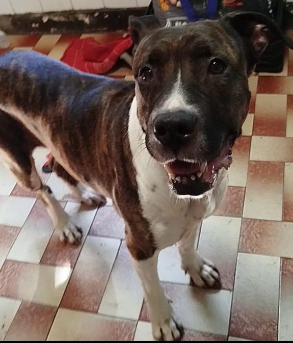 Cadelinha raçada de pitbull