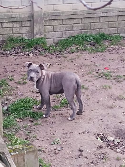 Amstaff, amstaf, American Staffordshire Terrier