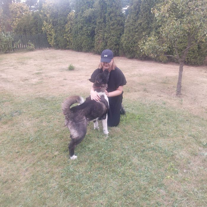 Wyprowadzanie psów Opole