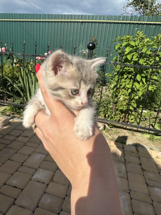 Віддам кошенят в добрі руки