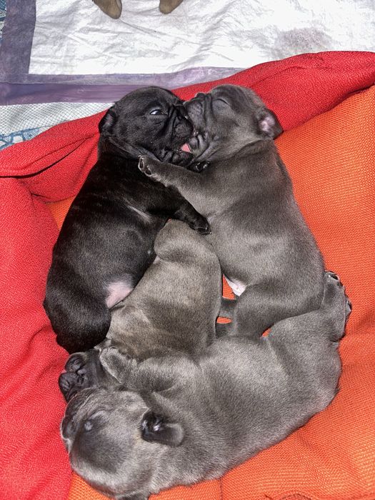 Щенки Французкого бульдога. З документами