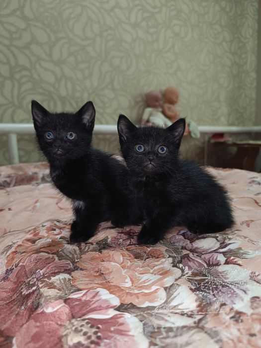Віддамо котиків 2 місяці, Романково