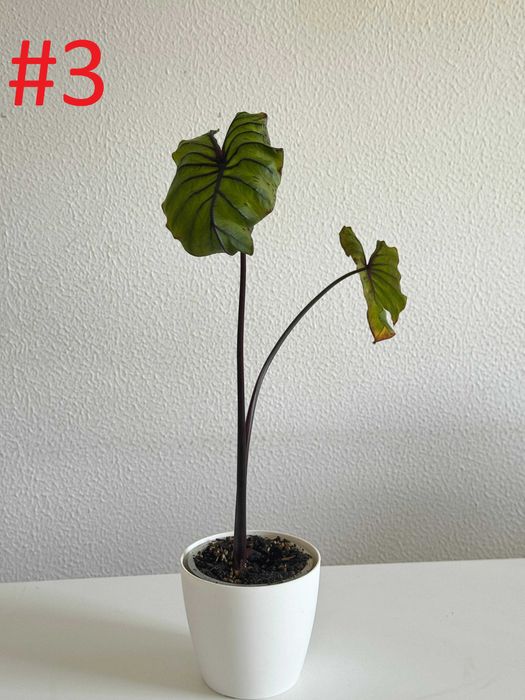 Colocasia Pharaos Mask