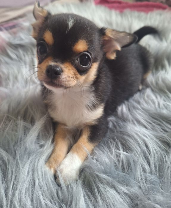 Chihuahua chłopiec