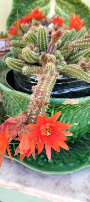 cacto-amendoim (Echinopsis chamaecereus)