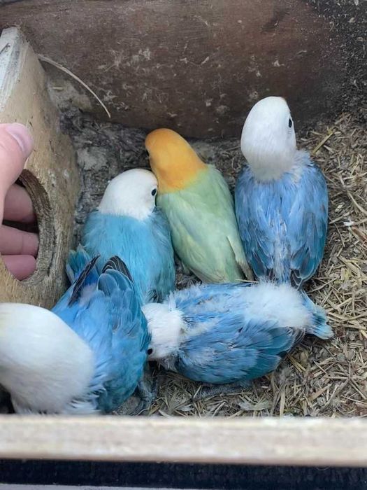 Vendo agapórnis bebés  meiguinhos