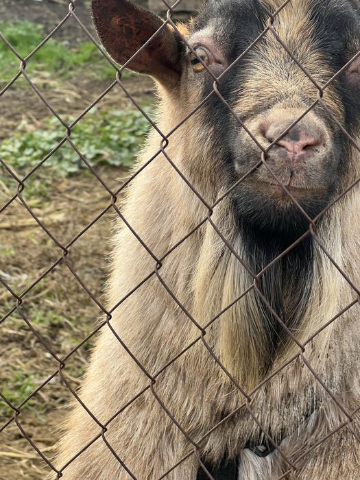 Камерунські кози