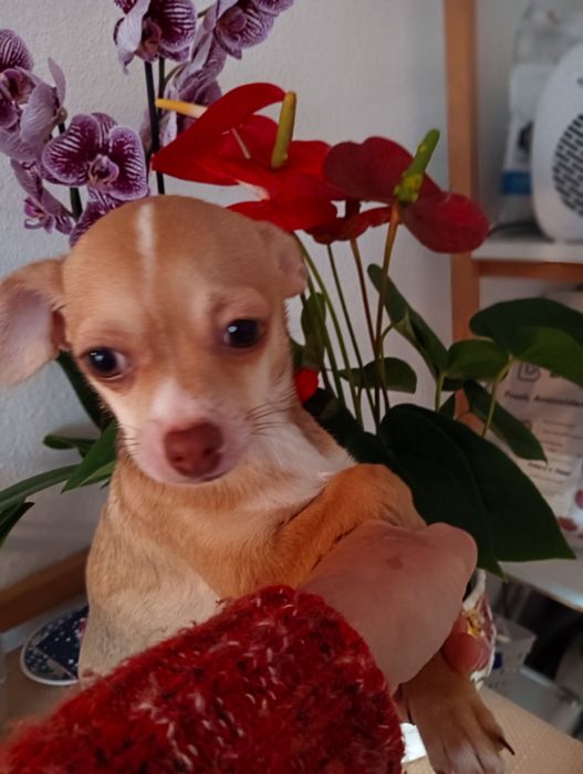 Chihuahua  macho