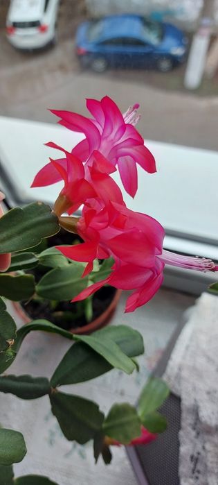 Цветок рождественник шлюмбергер