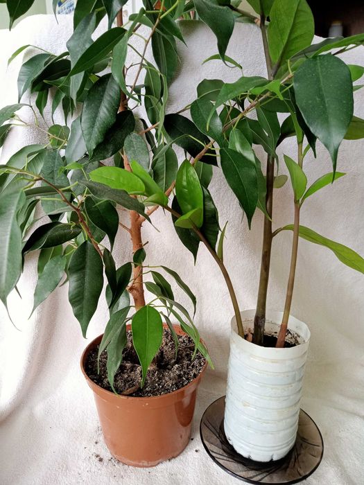 Кімнатний Заміокулькас, фікус Бенджаміна