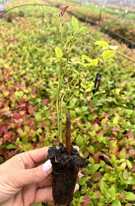 Sadzonki borówki wysokiej "amerykańskiej" - Elliott multiplat 104