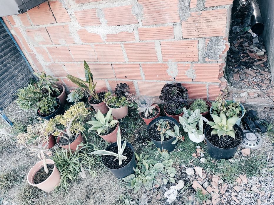 Vendo várias plantas
