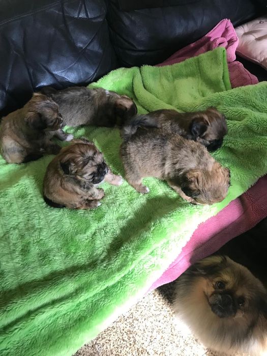 Cadelas de porte pequeno