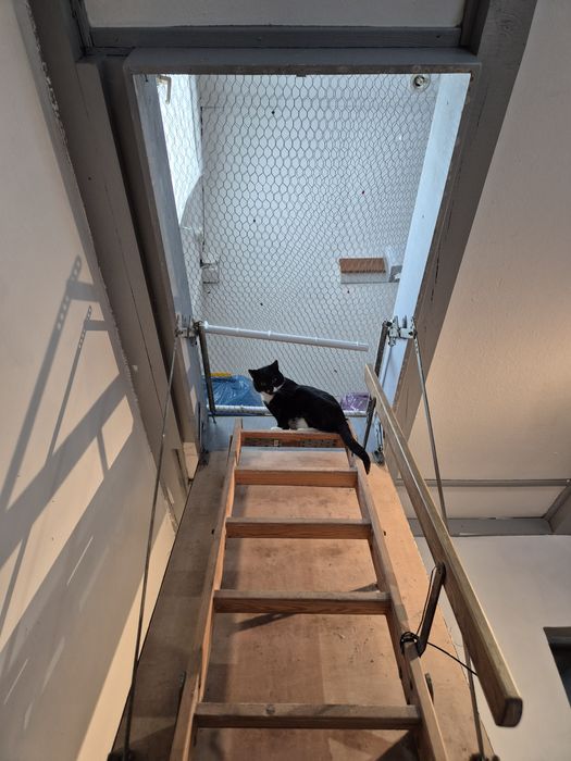 Aniołek -naczelny miziak szuka domku